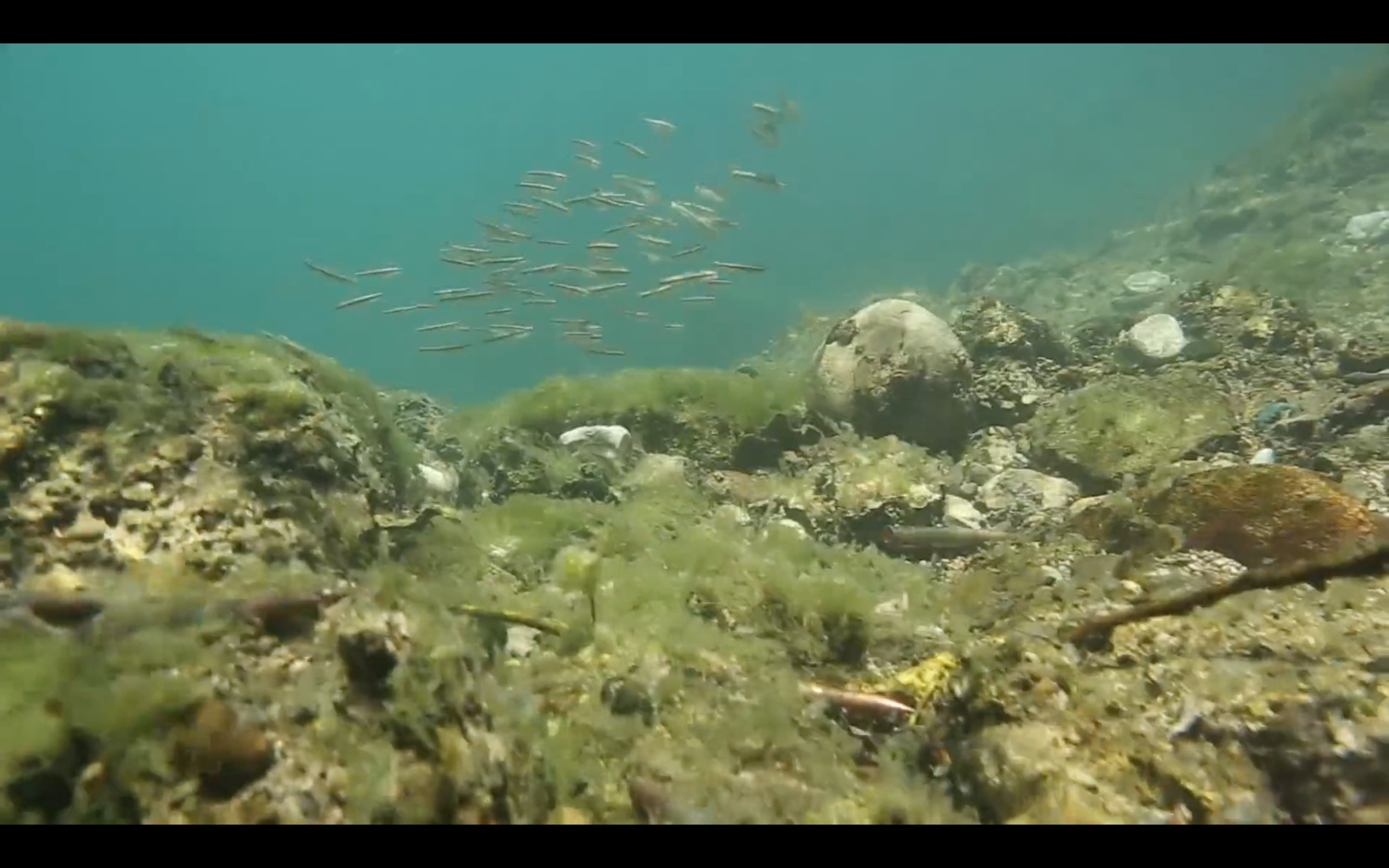 Drowned in Neretva river